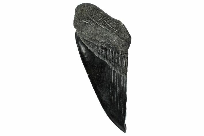 Partial Fossil Megalodon Tooth - Serrated edge #331554